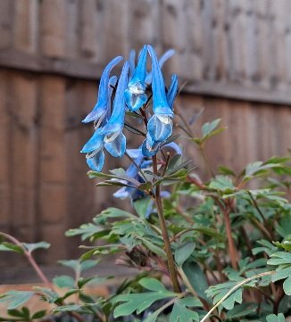 <a href="/TexanInOz/">Jimmy Turner</a> I'd say cornflower, forget-me-not and few others .Although last year I've planted Blue Heron for the 1st time, 🤞for its future here... #BlueFlowers