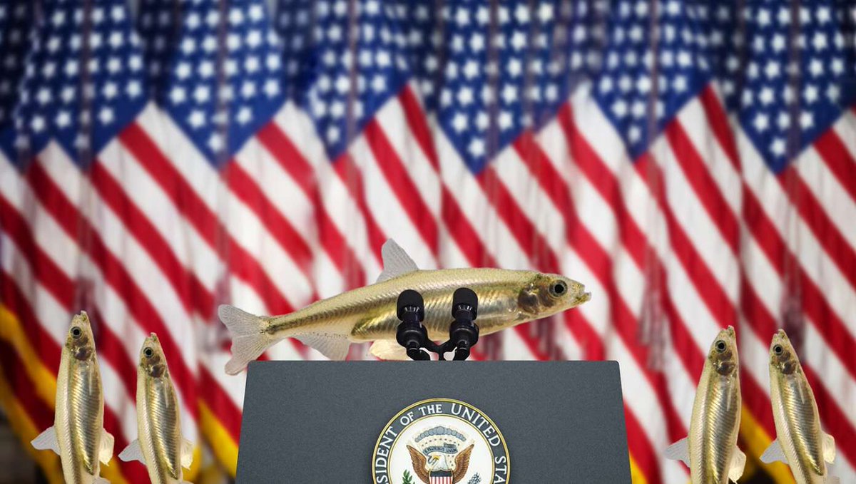 TheBabylonBee's tweet photo. Delta Smelt Fish Association Reiterates Support For Gavin Newsom https://t.co/LeBnKqzY26 https://t.co/l7oD9NdoPz