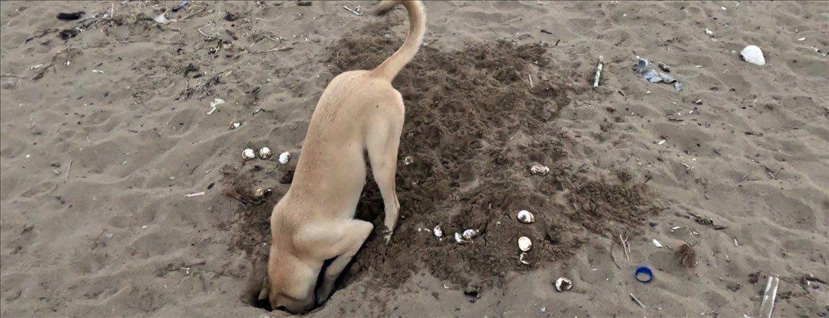 Başıboş köpek deniz kaplumbağa yumurtalarını yiyor.

Antalya Belek