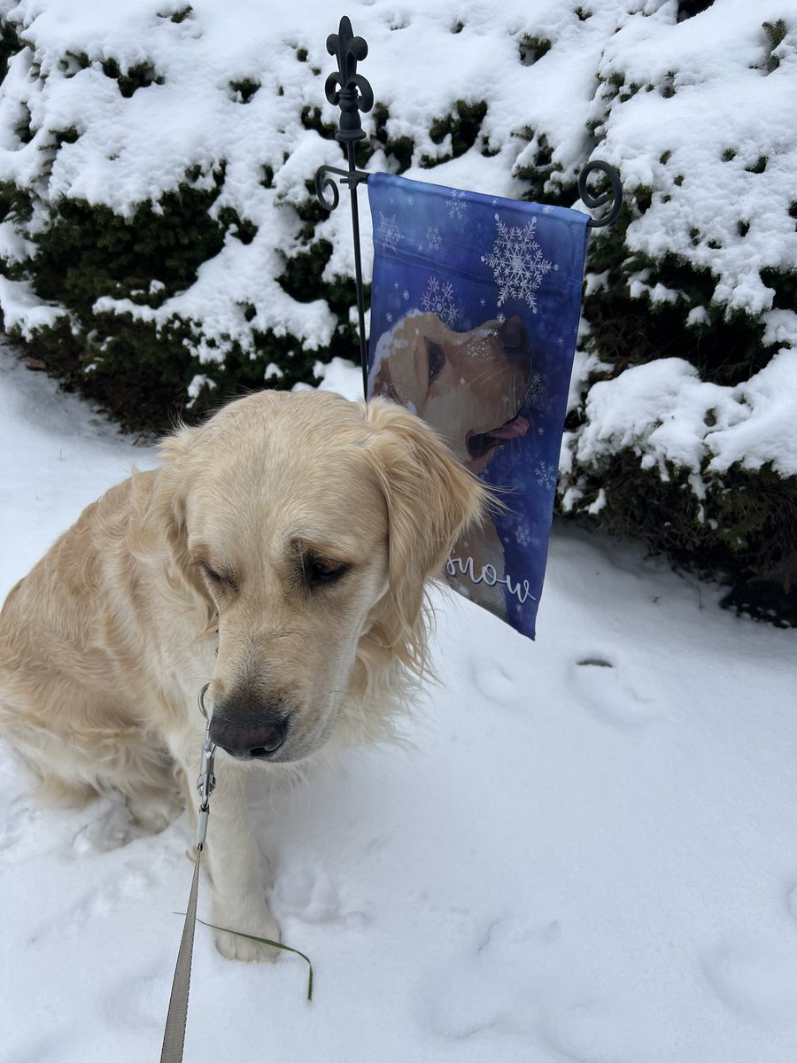 MomofFinntheGR's tweet photo. SNOW!!!!! 🐾💙Finn
#SnowBaby #GoldenSnow https://t.co/Gei6h4rMBQ