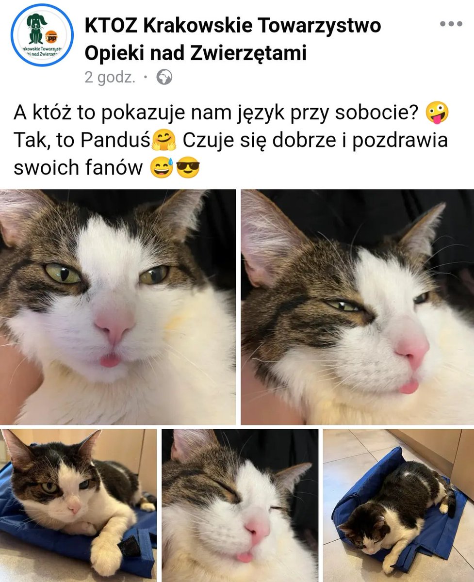 adam_to_ja's tweet photo. Pandek ma tylu fanów, że mógłby kandydować na prezydenta. 🙂🐈 https://t.co/5g9UrkwgUQ
