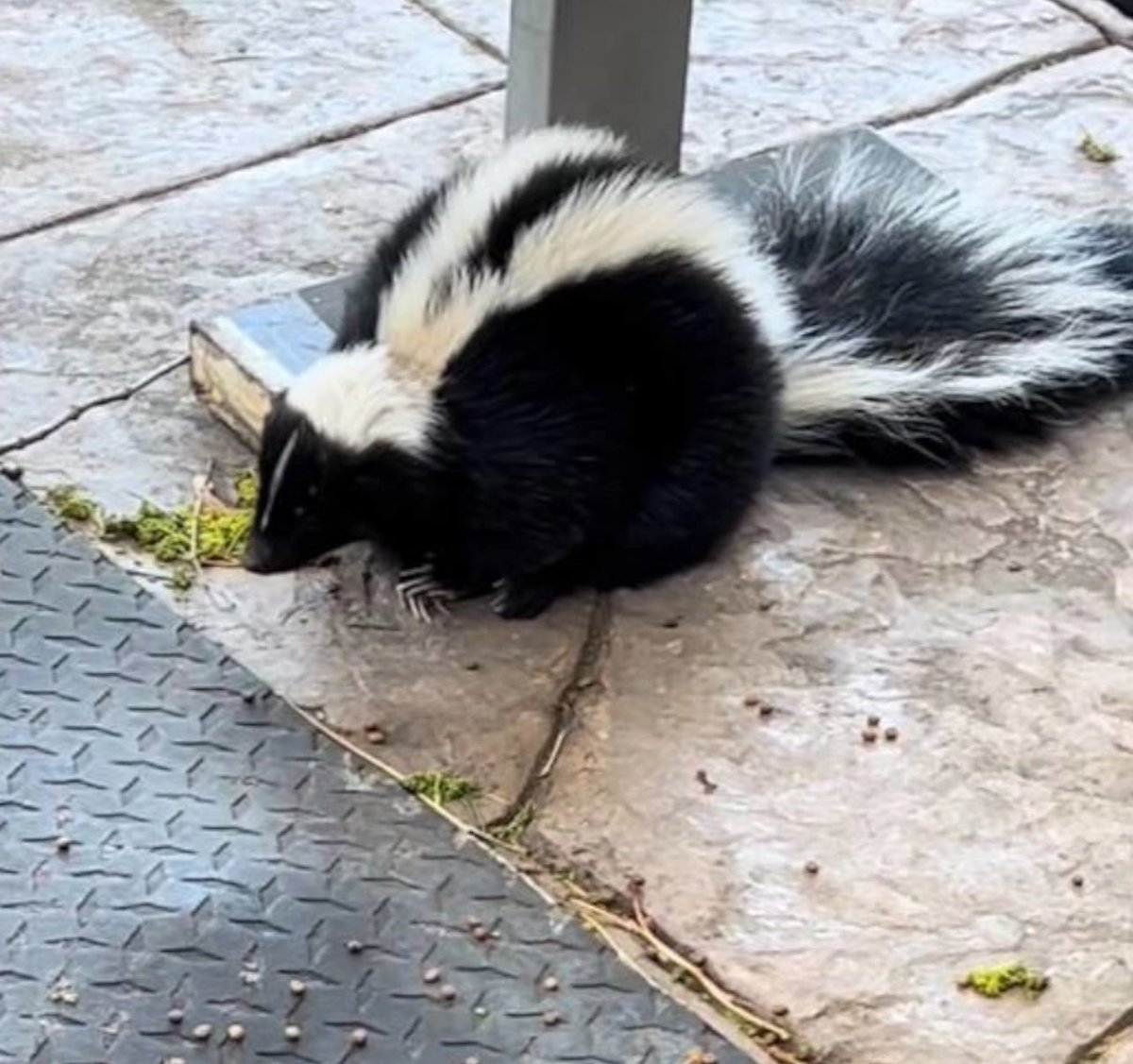 cryptic Sol tweet media