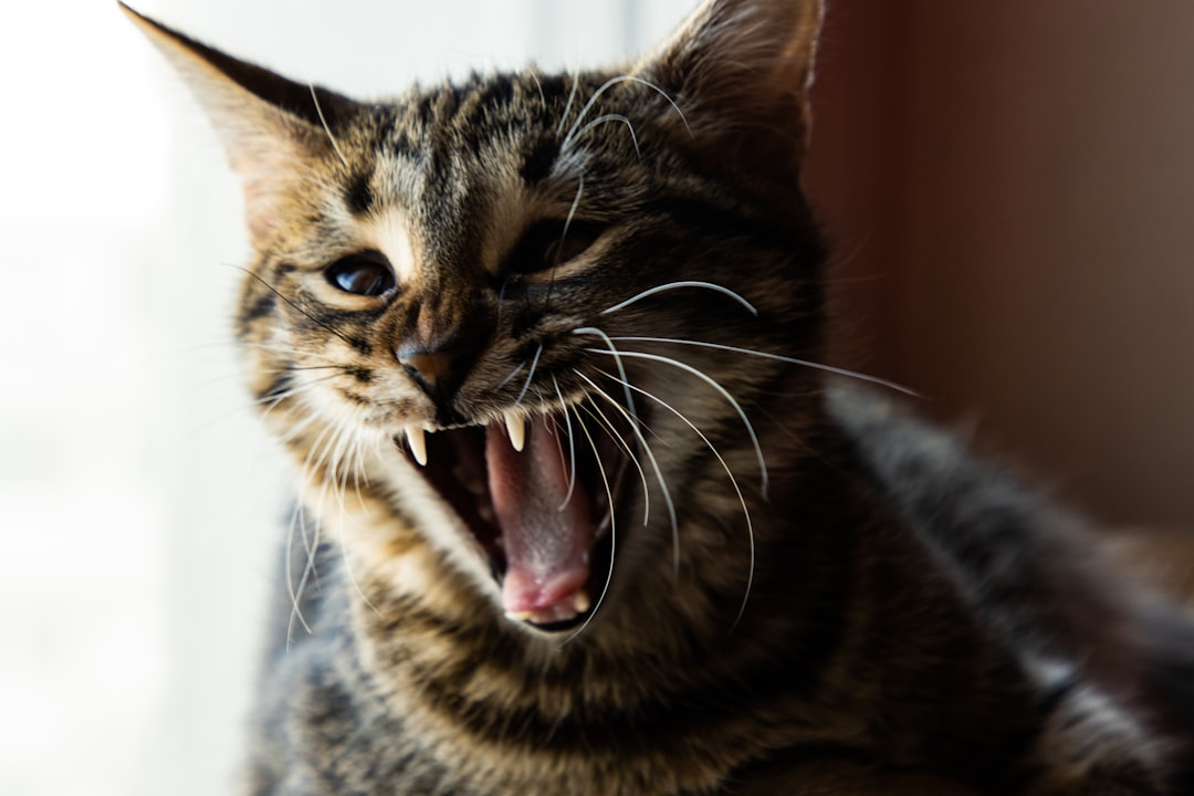 I wrote something dumb about the whole Facebook allowing slurs for specific groups thing. Link below to avoid it getting buried, but here's a photo of a cat screaming I used in the thing. It's probably just yawning, but whatever.