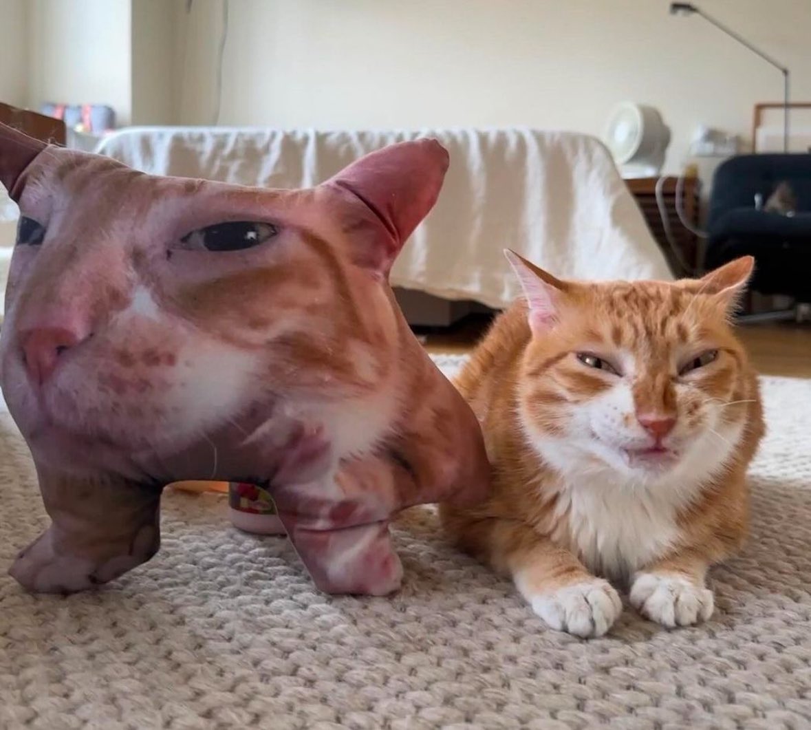 Punch Cat tweet media