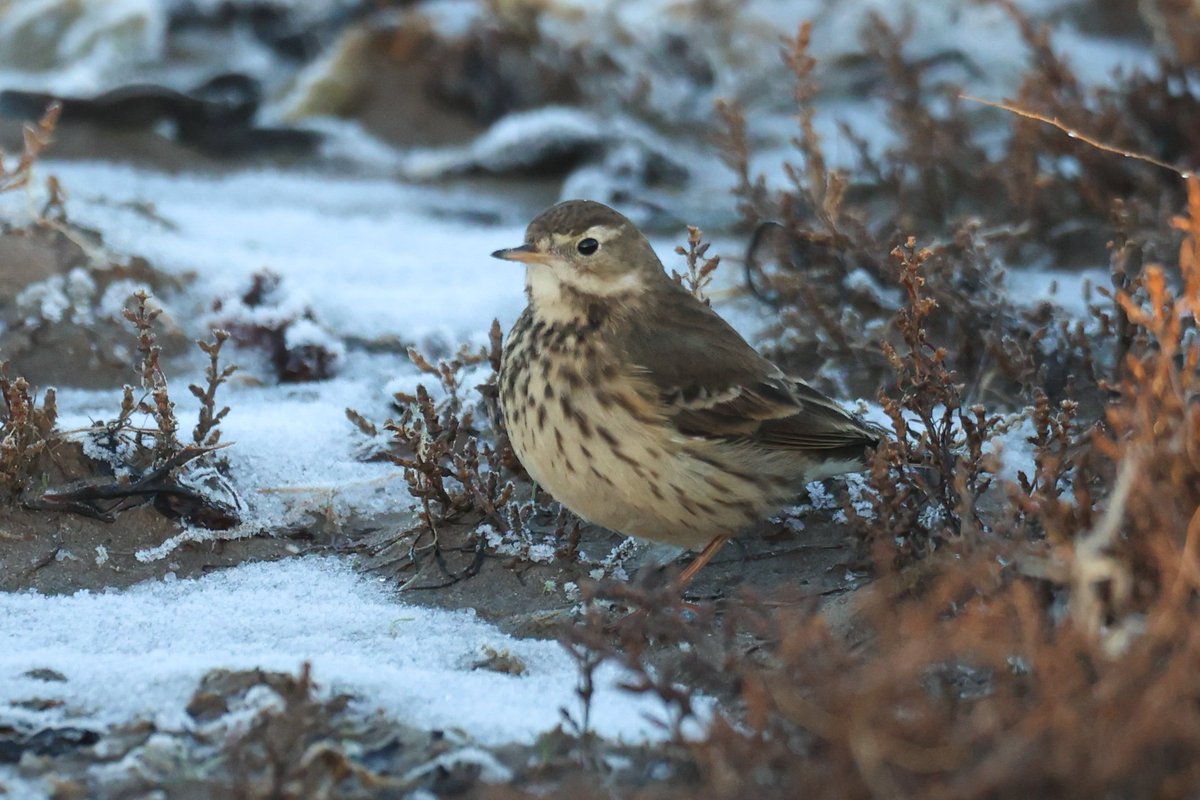 Jamie Sample (@jamiesample99) on Twitter photo Fantastic views of the American Buff Bellied Pipit at Ross Back Sands early this morning <a href="/NTBirdClub/">Northumberland & Tyneside Bird Club</a> Fantastic views of the American Buff Bellied Pipit at Ross Back Sands early this morning <a href="/NTBirdClub/">Northumberland & Tyneside Bird Club</a>