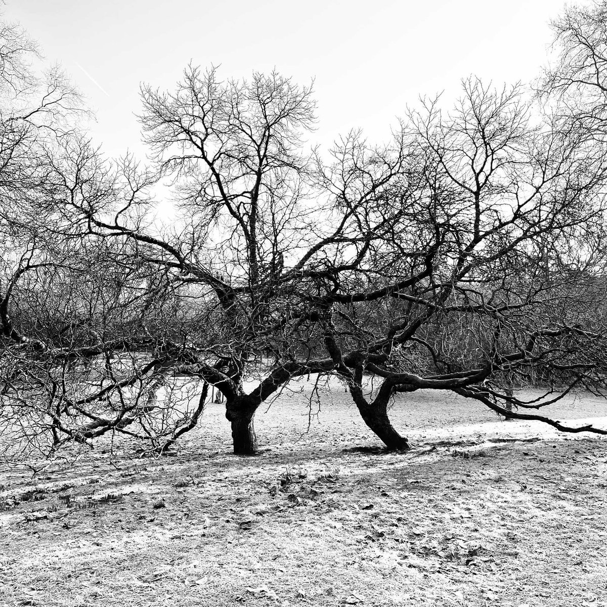 London Mulberries tweet media