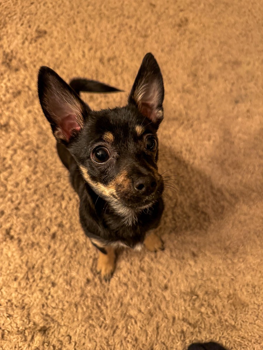 Cardlinish's tweet photo. Today's our fourth and hopefully FINAL Mango Fundraiser stream! We've found him a home, now let's make good on our promise to lil Mango to give him the life they deserve.

We're 78% of the way there, let's make today the day!

https://t.co/9qSXl7zD2j

See you at 12pm PST today! https://t.co/r8eaa4G1Z9