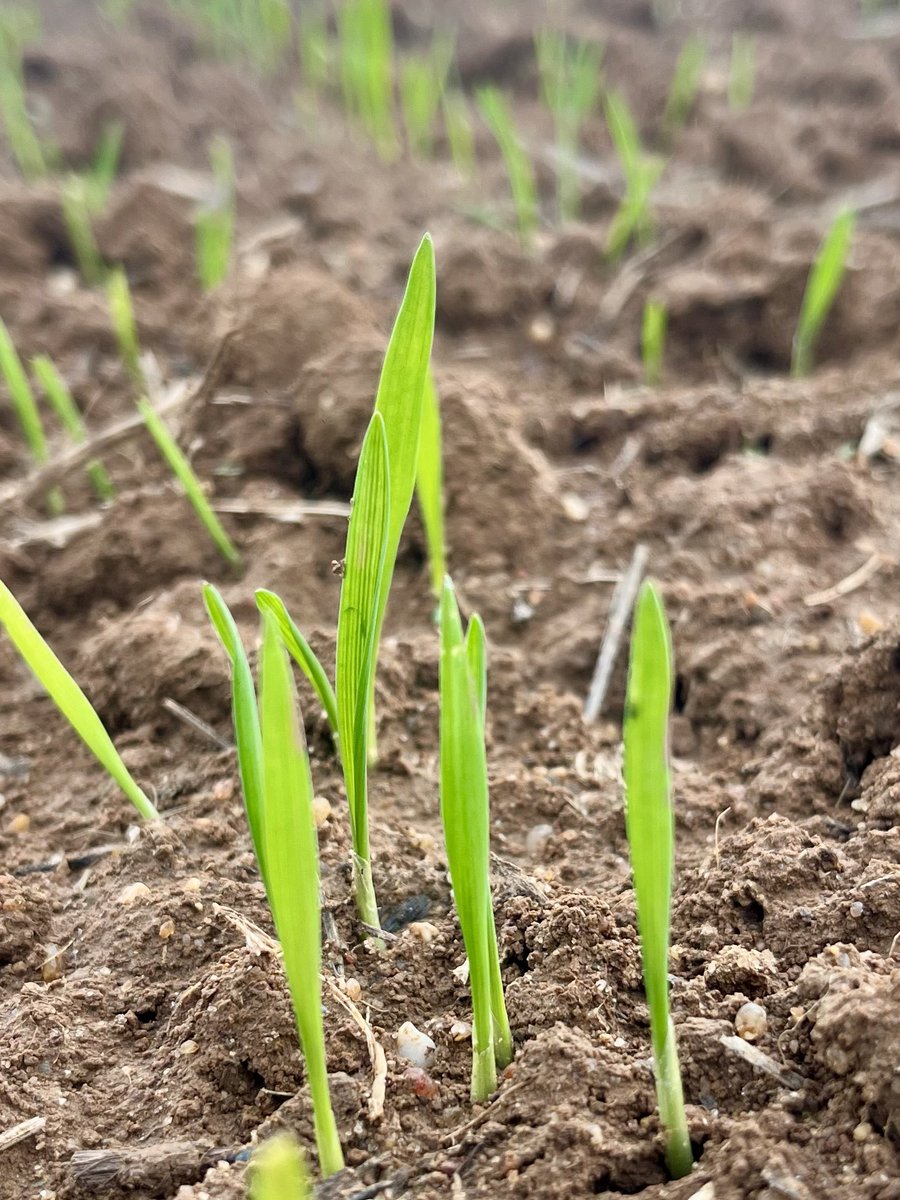 Juan Luis Fradejas tweet media