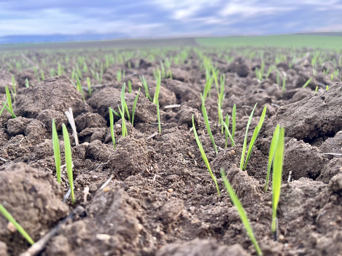 Juan Luis Fradejas tweet media