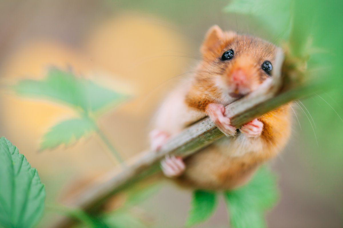 HantsIWWildlife's tweet photo. ❤️ Love nature?  

👉 HALF PRICE membership until the end of January. Your support can help local wildlife. Join today: https://t.co/3GrriD5QK2 https://t.co/cL2pMqlMW7