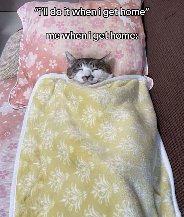 Catsillyness's tweet photo. ㅤ https://t.co/u6ei6SypzW