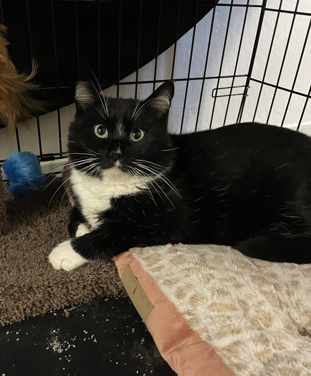 mister boots is getting more and more comfortable every day - he now starts making biscuits at the first sight of a person 🥰

we hope he'll want to leave the safety of his kennel soon, but for now, we will sit here with him and tell him how brave and handsome he is