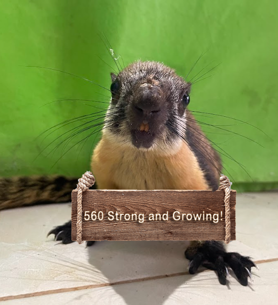 SQUAI_sol's tweet photo. 560 Strong and Growing! https://t.co/KVyupxXd8H