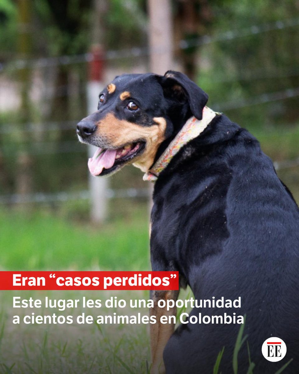 elespectador's tweet photo. Encontró una segunda oportunidad en Funbra, un bioparque ubicado en Fusagasugá. 👉 https://t.co/fEd2jBCADQ https://t.co/duULxv5STI