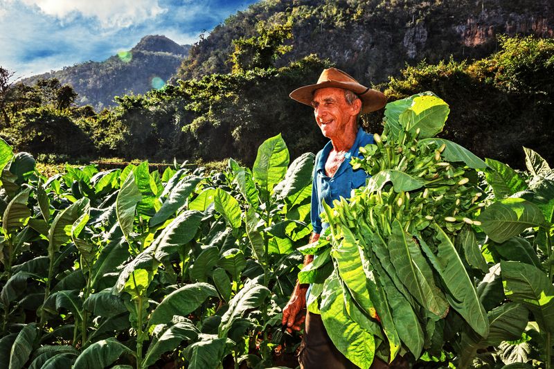 Scenic Cuba:
🏛 Explore historic Old Havana &amp; Fusterlandia
🚗 Meet entrepreneurial locals
🌿 Wander tobacco fields in Viñales National Park
🍽 Enjoy a home-cooked meal with locals

From now -  1/15, SAVE up to $250 on our small group tours!
ow.ly/Ascb50UEF8n