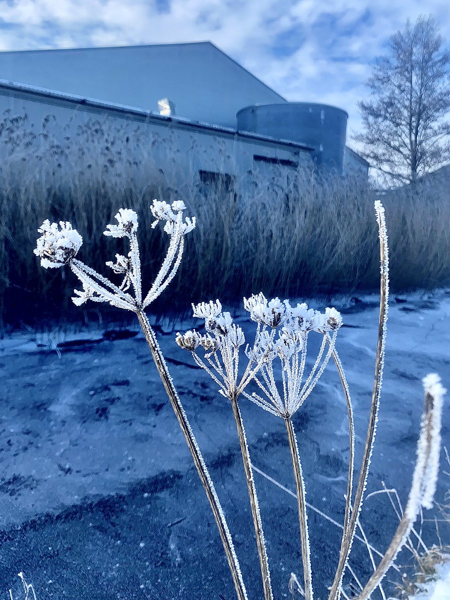 No doubt listening to Hall &amp; Oates or The Doobies. A few from a frosty Barnoldswick earlier today.