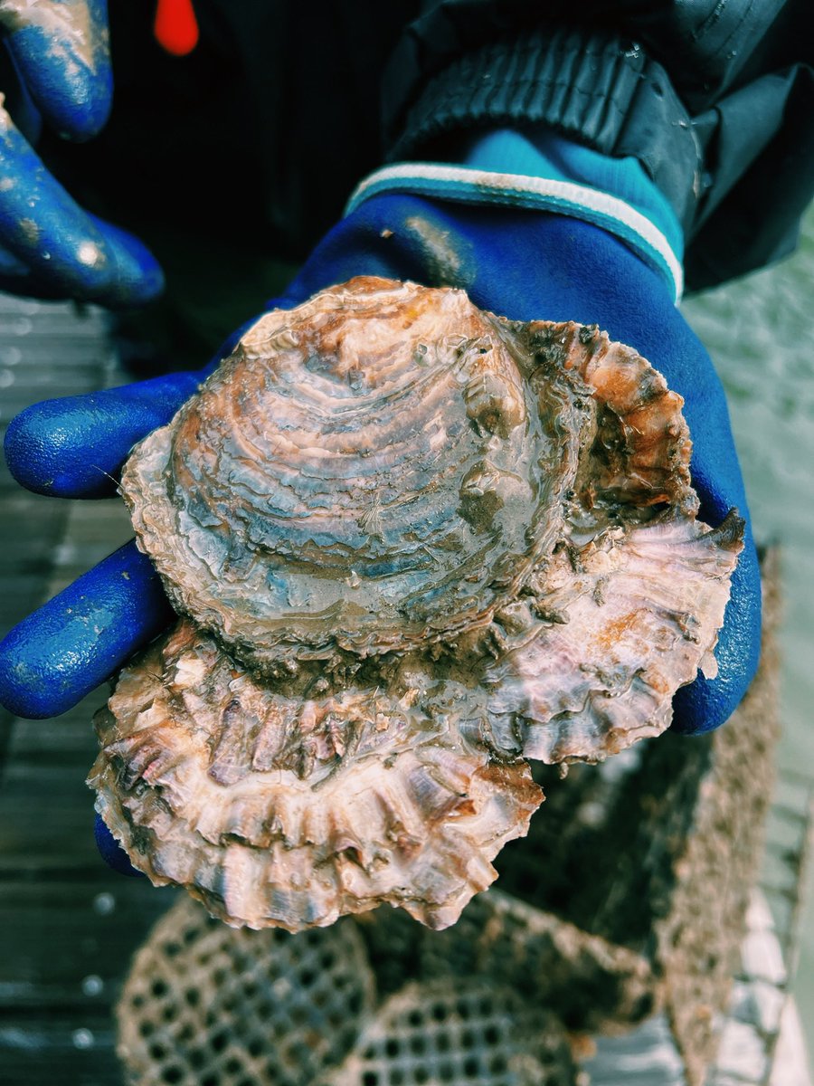 🙌🏽🌊 Excited to support Y Môr a Ni (The Sea and Us)—Wales’ new initiative connecting people with our seas.

Part of the UK’s first ocean literacy strategy, it unites 22 organisations, including Bangor University and Wild Oysters Conwy Bay.

Learn more: bit.ly/4gPguX4