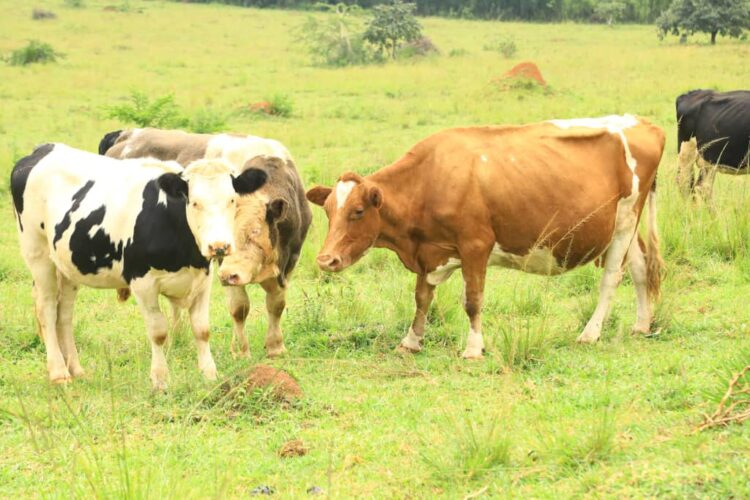 GMuhamoud's tweet photo. Kabalisa Salomo,Gitifu  wa #Rambura @NyabihuDistrict aravugwaho kugurisha Inka z’umuturage bikamuteza ubukene, n’ubwo we abihakana akavuga ko atazi uko zisa. zigurishwa Miliyoni 1 300 000 Frw, we agahamya ko zitari kujya munsi ya Miliyoni 4 Frw. @RwandaLocalGov @GovernanceRw https://t.co/ohLjxkOQUF