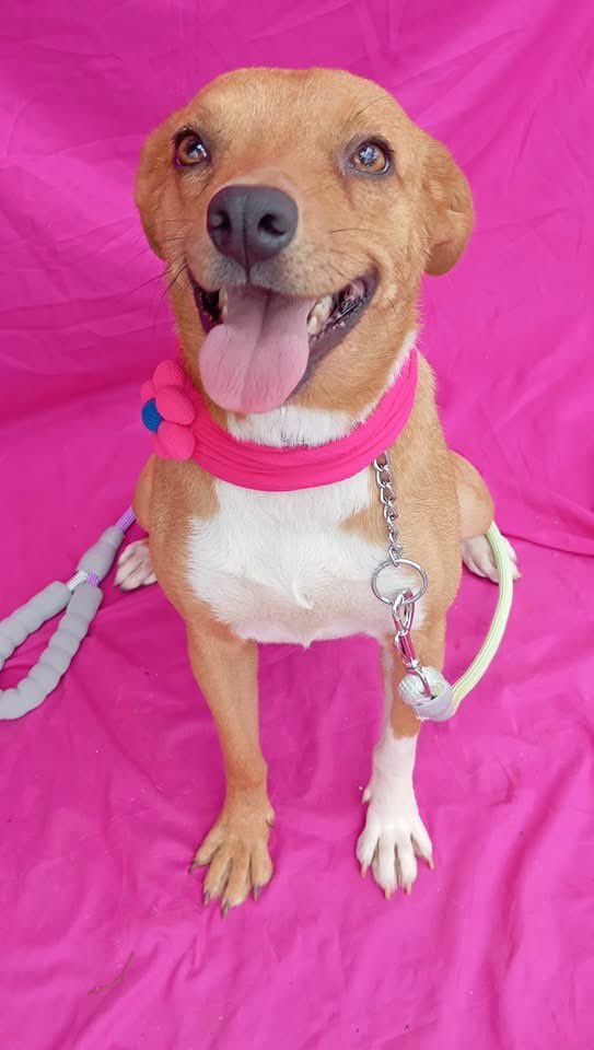 ¿Cuántas noches en un refugio son demasiadas para Besie? Para esta dulce y juguetona perrita a estado aquí 120 largas noches. 💔

Besie no está hecha para estar encerrada. Esta destinada a un buen hogar: una cama cómoda, se lleva bien con otros perros y la paz de saber que la