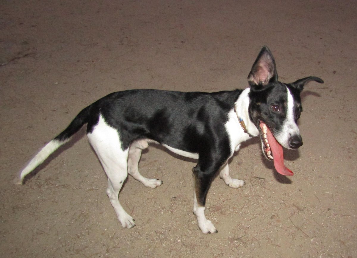 perrostetuan's tweet photo. Perdido perro hace tres días en la calle Almansa (Bellas Vistas, Tetuán). No tiene chip. Atiende por Kaiser. 

RT por favor.

Si tienes pistas, llamar a teléfonos 603322757 y 604146394 o mensaje a esta cuenta. https://t.co/HRhVfbG6ZX