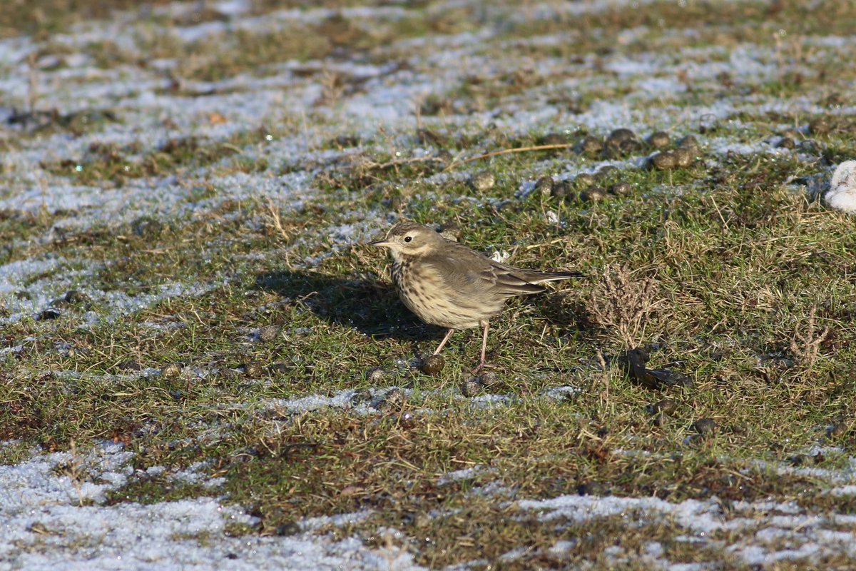 James (@james_b___) on Twitter photo Amazing day in Northumberland despite dipping the ross’ gull. 2 life ✅ included the white billed diver and the buff bellied pipit, both showed very well! Other highlights were ring-necked and 40+ long tailed ducks. Great to see <a href="/Bird3r/">Juvenile Birder</a> and <a href="/Pearce1972Simon/">Simon Pearce</a> Amazing day in Northumberland despite dipping the ross’ gull. 2 life ✅ included the white billed diver and the buff bellied pipit, both showed very well! Other highlights were ring-necked and 40+ long tailed ducks. Great to see <a href="/Bird3r/">Juvenile Birder</a> and <a href="/Pearce1972Simon/">Simon Pearce</a>
