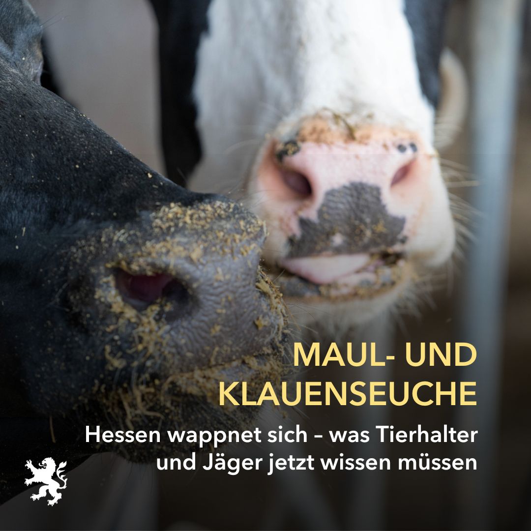UmweltHessen's tweet photo. Nach Ausbruch der gefährlichen Maul- und Klauenseuche (#MKS) in Brandenburg hat das Hessische Landwirtschaftsministerium Sofortmaßnahmen ergriffen, um einen möglichen Ausbruch der Tierseuche im Land so schnell wie möglich festzustellen. https://t.co/yXbd0943rk https://t.co/QmVMPIX0sW