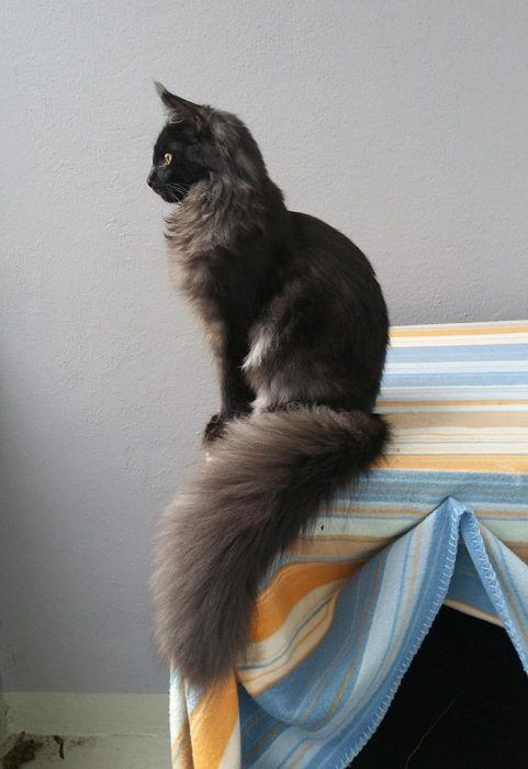 Untamedpath's tweet photo. "A majestic Maine Coon surveys his kingdom from his perch. #mainecoon #regalcat #felinemajesty" https://t.co/5IrPmLSOf2