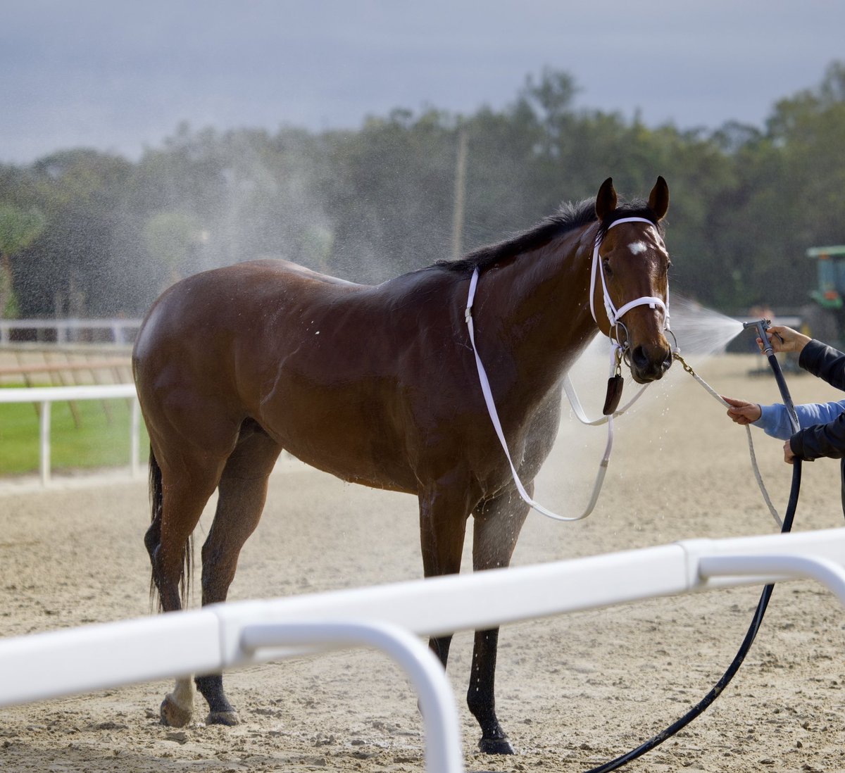 TampaBayDownsFL's tweet photo. Naughty Rascal and Edwin Gonzalez win the 27th Running of The Pasco Stakes for trainer Gerry Bennett. The 3 yr old #FLbred colt is owned by Mr Pug LLC and J.P.G. 2 LLC. Congratulations to the winning connections! π₯πΎπ https://t.co/JXf9sxgUj2