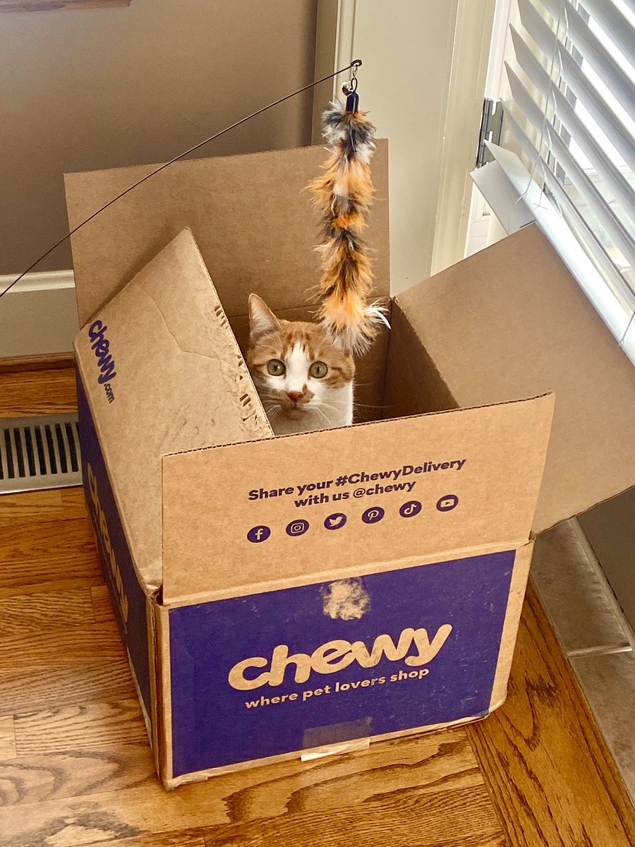 11Lucie11's tweet photo. Wow, I love when @Chewy throws in a freebie with my order! 😹 #chewydelivery #Benny https://t.co/GgshLi9IhK