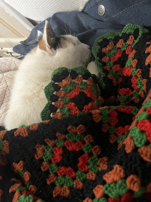 chonky_baby