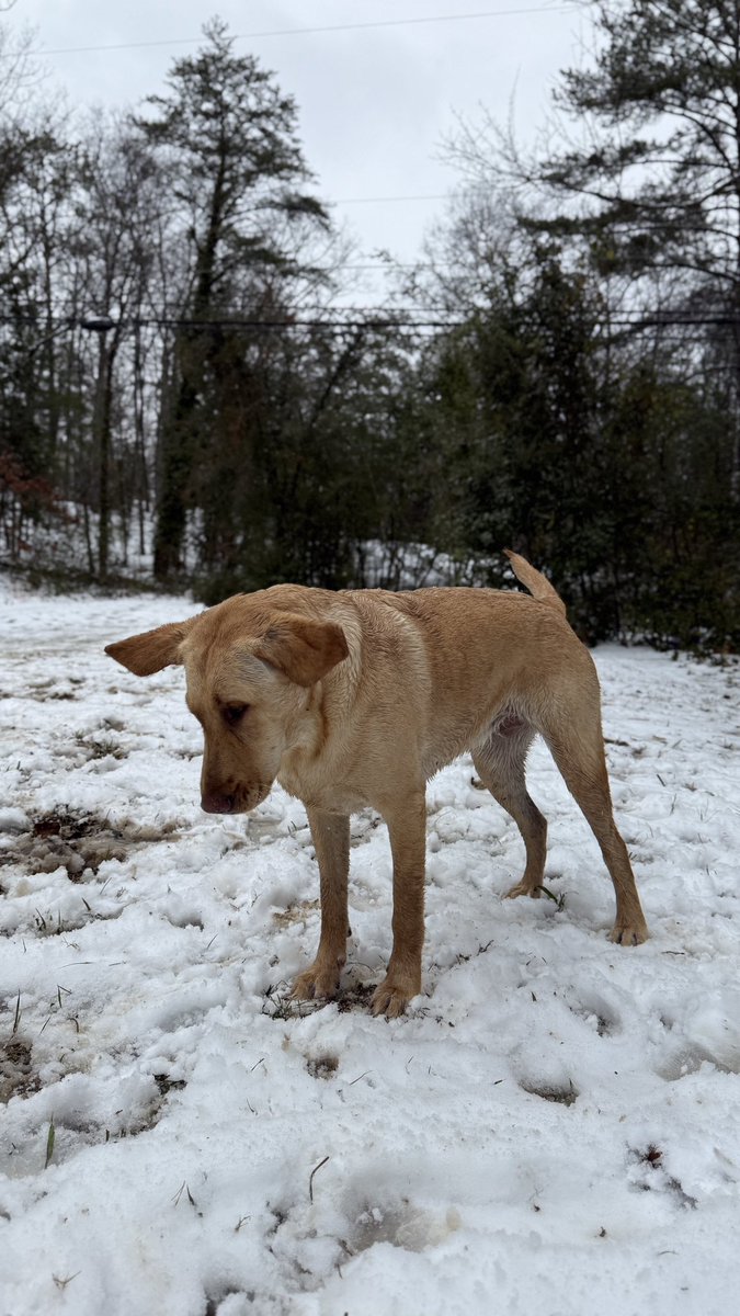 BubbleFortress's tweet photo. First snow day in 2 years! https://t.co/o2atgargPu