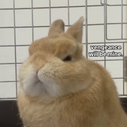 Bunnies tweet media
