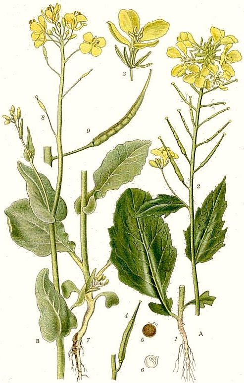 LindyDiet's tweet photo. Today is Fast Free | No Fasting Restrictions  

celebrating mustard https://t.co/JYUgPr1rKI