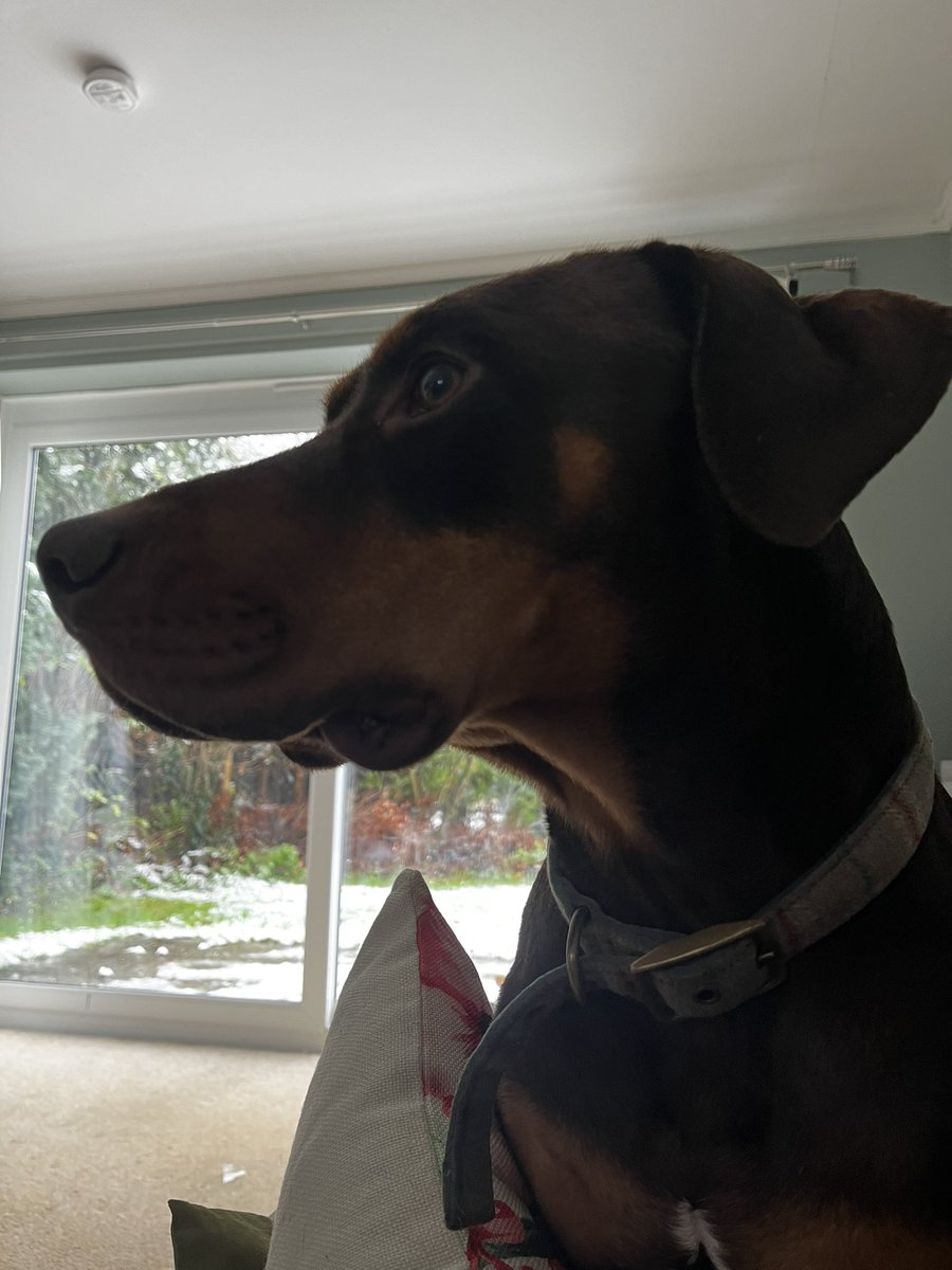 Been a while. Kilo’s a bit bigger now. #vicarsdog