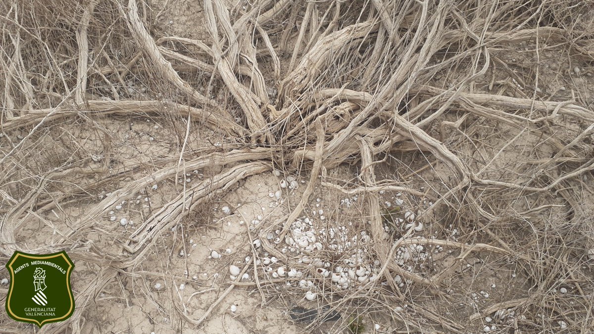 En inviernos tan secos como este, hasta estos gasteropodos de zonas bajas,  mueren  por sequía, baja humedad...
<a href="/GVAMediAmbient/">M.Ambient Infraestructures Territori i Recuperació</a>