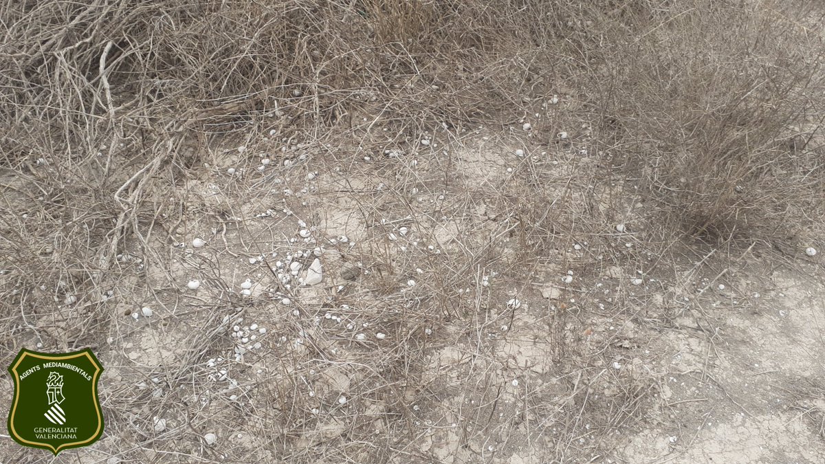 AGENTES APAMCV tweet media