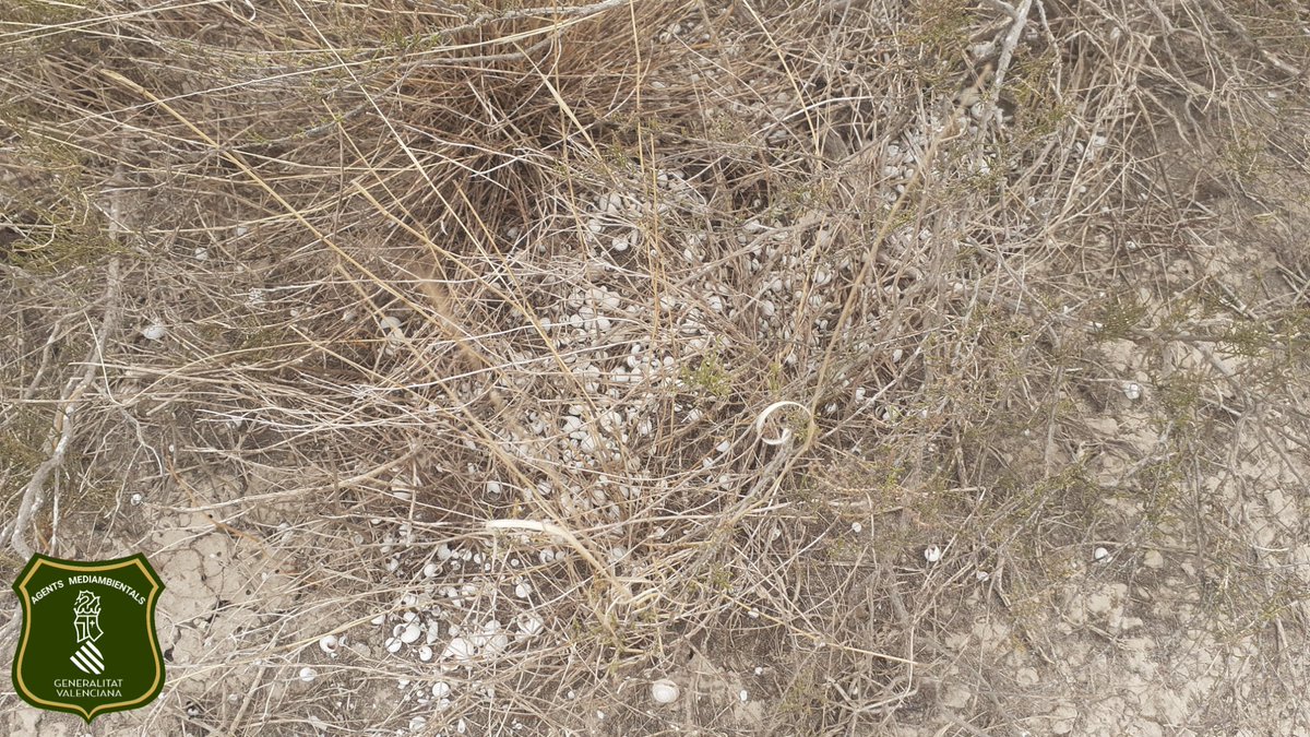 AGENTES APAMCV tweet media