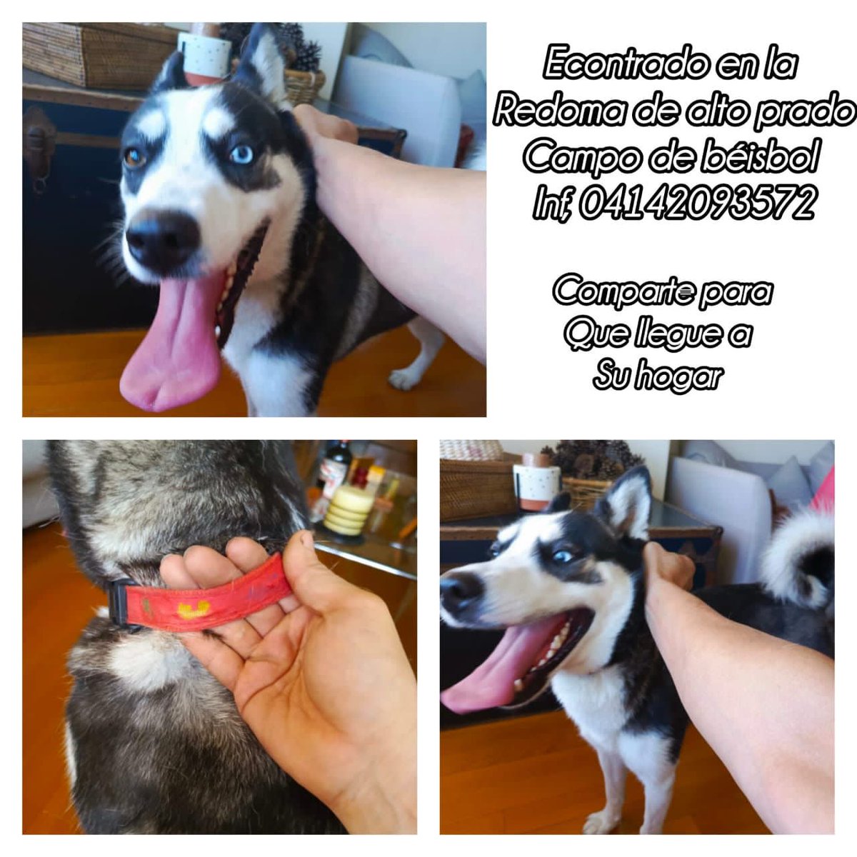 #Caracas
#AltoPrado
🚨🚨EXTRAVIADO🚨🚨
Favor difundir🐶🙏🏻❤️Gracias🇻🇪🤗