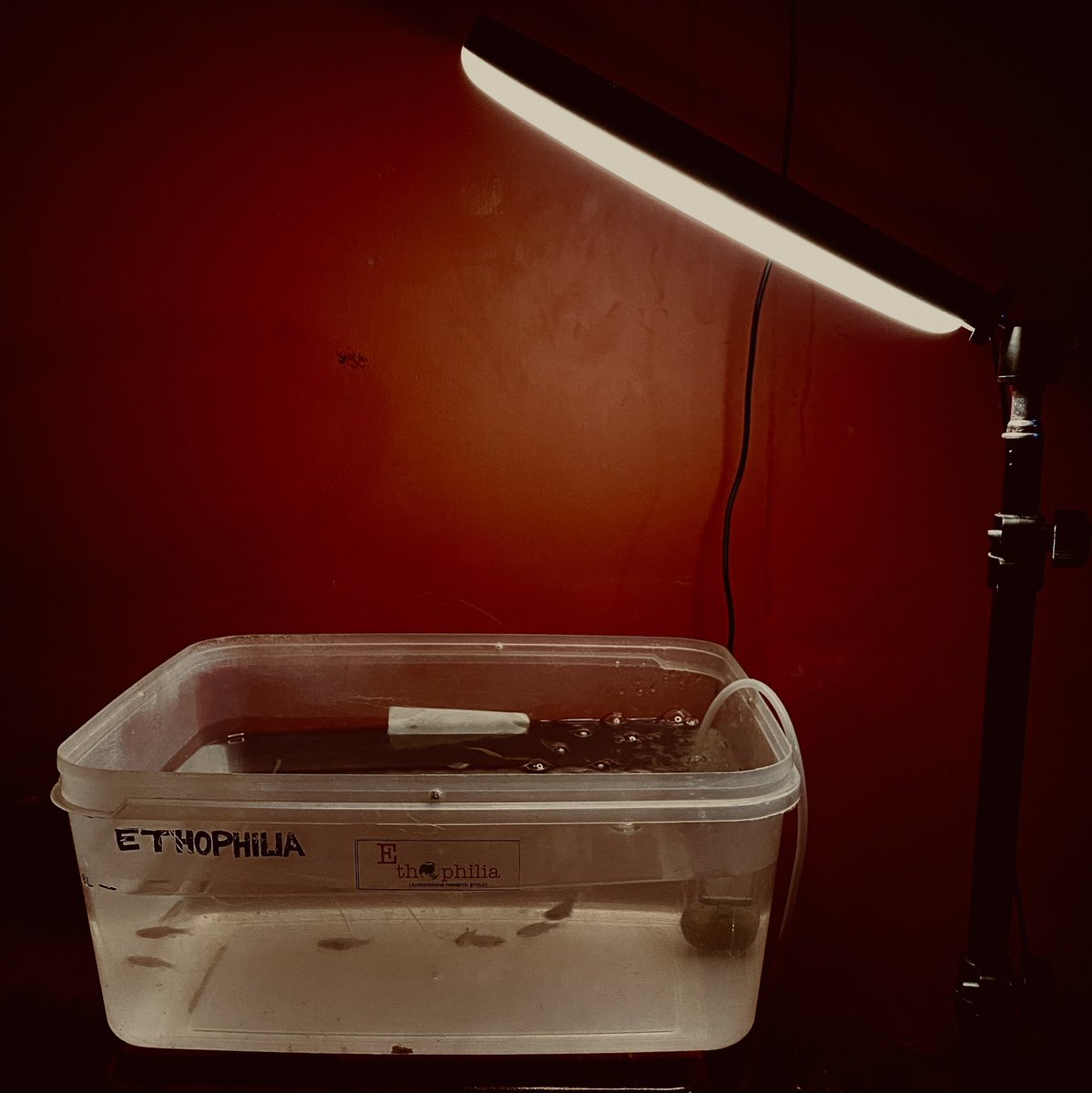 MunshiChayan's tweet photo. Work in progress! 
#zebrafish #fishlocomotion #behavioural ecology @ethophilia https://t.co/OxBwewrjPx