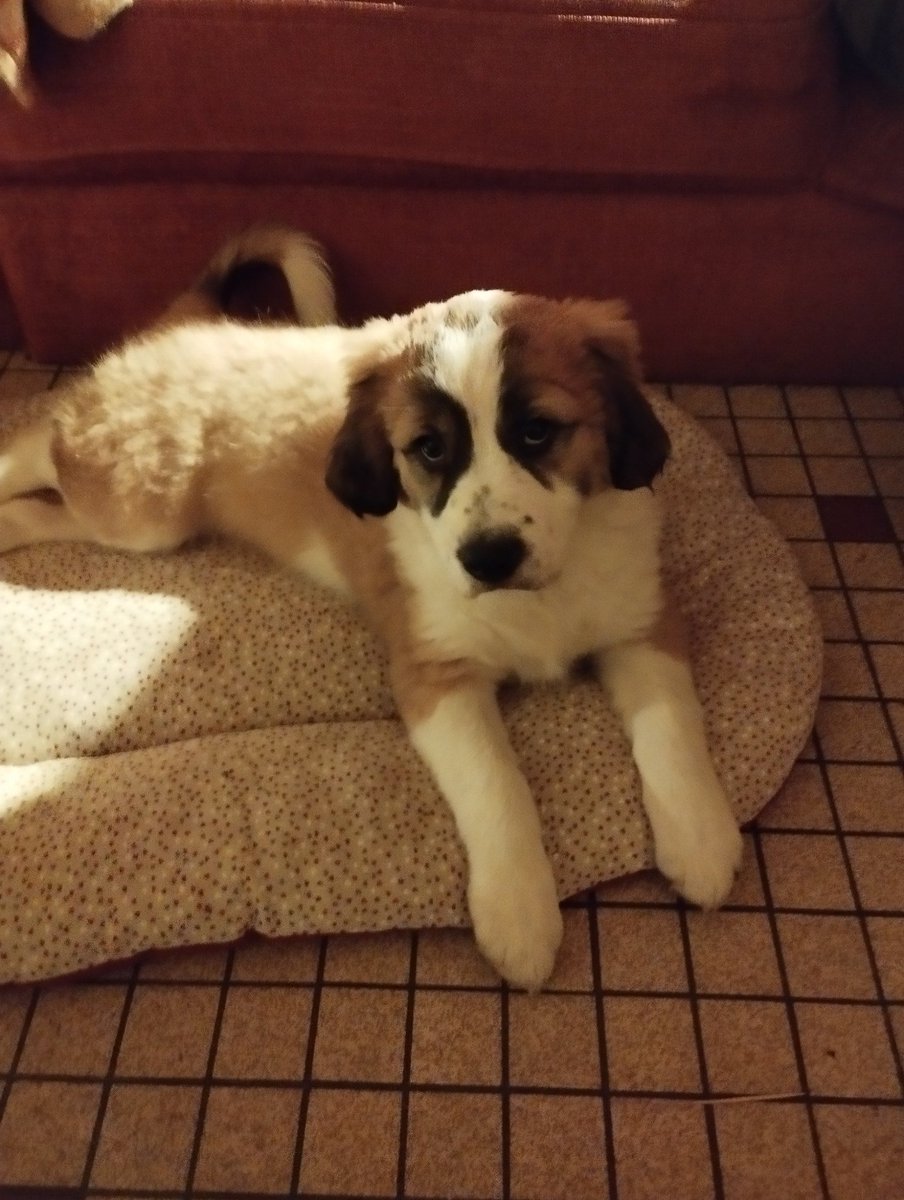 Brand new addition to <a href="/RuralRetreatFr/">Rural Retreat France</a> 9 wezk old Bernese/Collie/Retrieve. Unwanted accident from neighbouring farm. She's lovely and settled in beautifully with our other household animals. She will be very loved here.