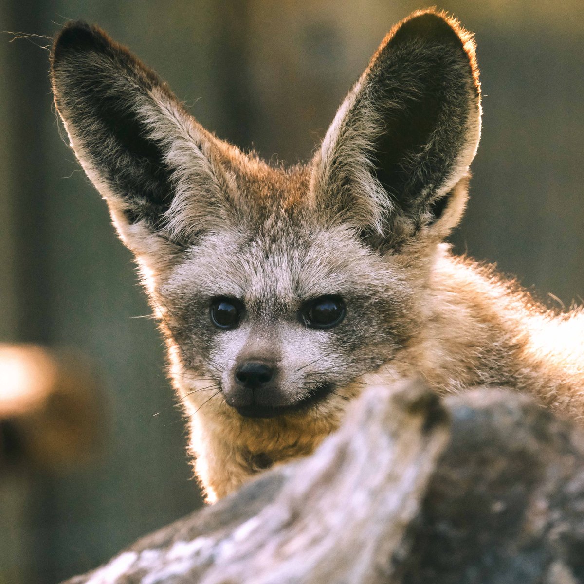 _africaalive's tweet photo. The face we make when the weather is this cold... 🦊
💭 Did you know, with those incredible ears, the bat-eared fox can hear insects moving underground!
#AfricaAlive #BatEaredFox #Conservation https://t.co/Me7Pd0jpRv