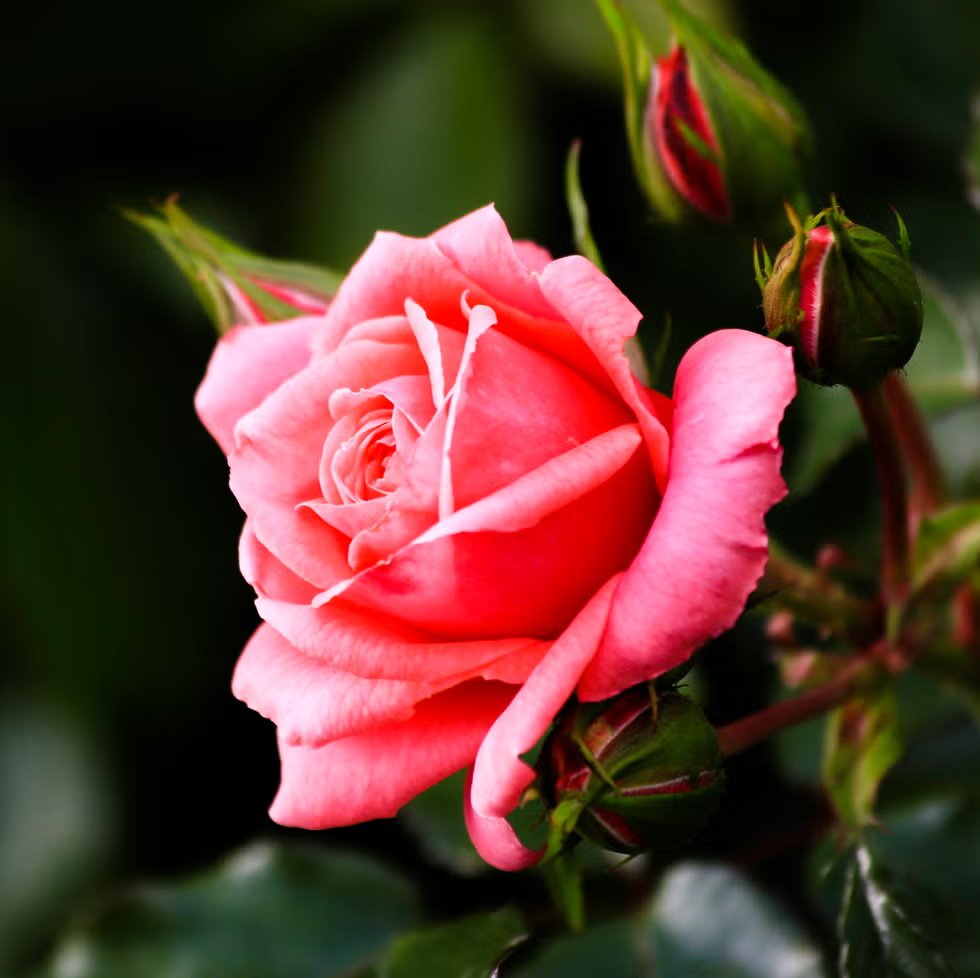 Ashfak_Baluch's tweet photo. شہ منا زہرین ئے؟ گار ئے؟ ہِچ گِندغ نہ کایَئے ! پر تئو زہِیر کنت۔۔۔ باز روش گُوَستغنت ہِچ تئی حال نیستں۔۔ https://t.co/9QEK49m41F