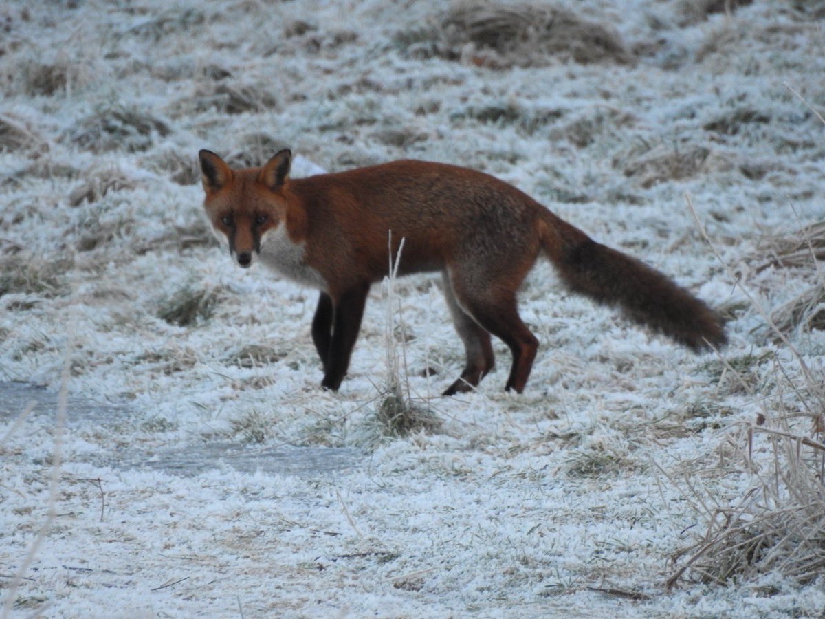 I am Foster (@saintetian) on Twitter photo Fox In The Snow, where do you go to find something you could eat? Cause the word out on the street is you are starving… Well, Hemlington, Middlesbrough clearly…<a href="/bellesglasgow/">belle & sebastian</a> Frost really but you get the idea… Fox In The Snow, where do you go to find something you could eat? Cause the word out on the street is you are starving… Well, Hemlington, Middlesbrough clearly…<a href="/bellesglasgow/">belle & sebastian</a> Frost really but you get the idea…