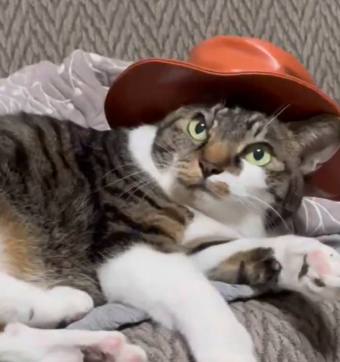 droopy ₿ tweet media