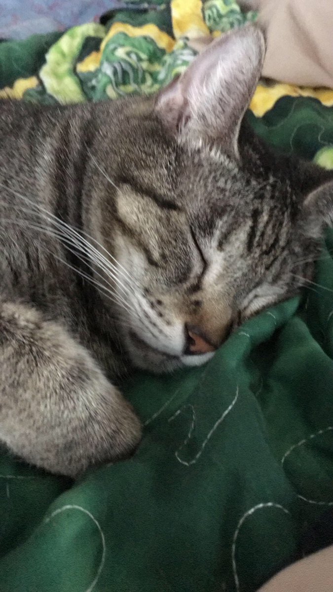 The Foxes' Cats tweet media