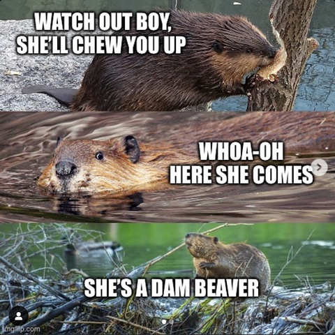 imgur's tweet photo. Water ain't gonna get too far 🦫 https://t.co/vnSLUz3Tqf

#memes #imgur https://t.co/ZZiXNt9gBJ