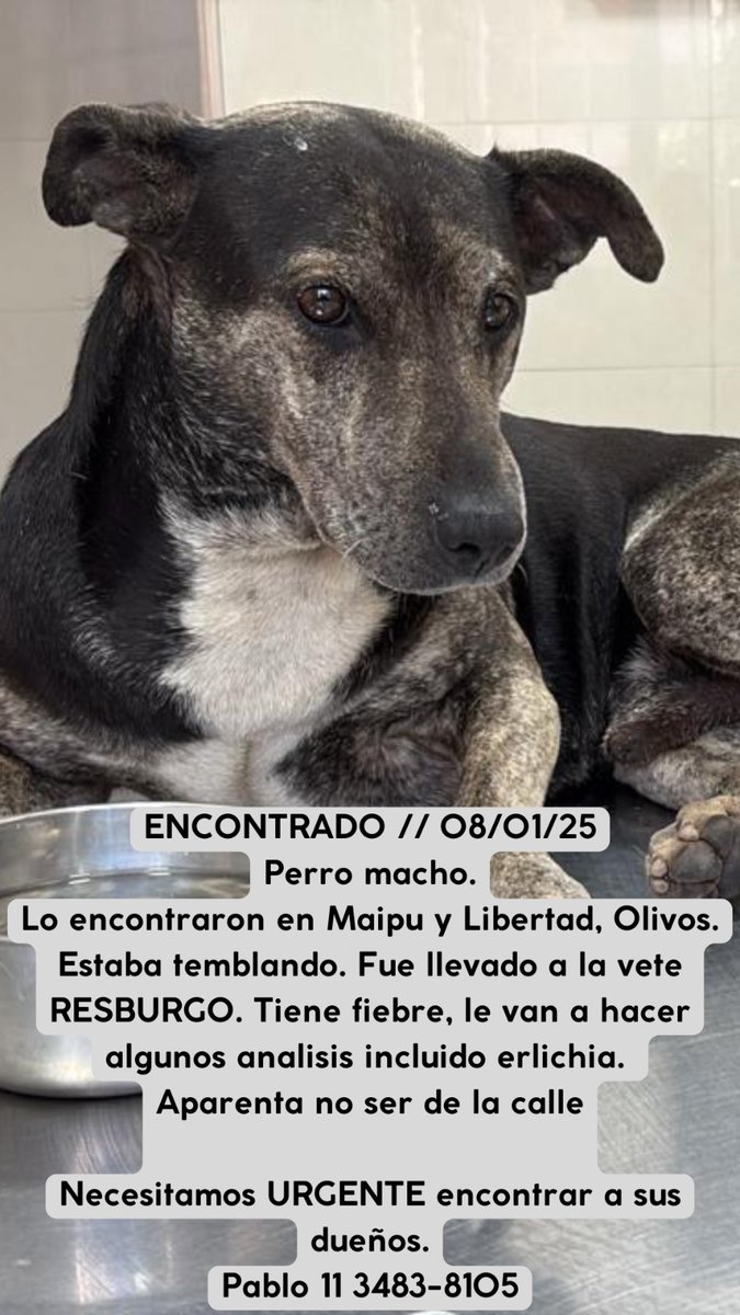 Tabyta201's tweet photo. ❤️🙏😥ENCONTRADO EN ZONA DE OLIVOS!!! https://t.co/flHGFKOqVd