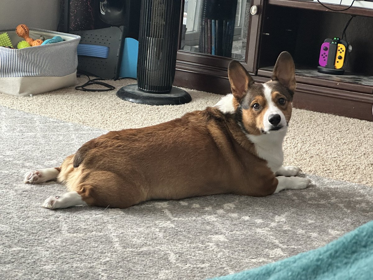 leebert337's tweet photo. You going to cheer bits 420 to give the corgi treats, or what???

~Live now with a bonus stream~

https://t.co/DU2DhjKJ9n https://t.co/M4MOCp6YIG