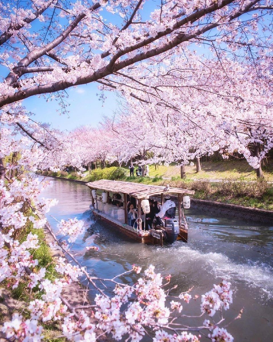 japanvistamedia's tweet photo. A boat ride under cherry blossoms in Kyoto, Japan. 🌸 https://t.co/eMomkt3tWw
