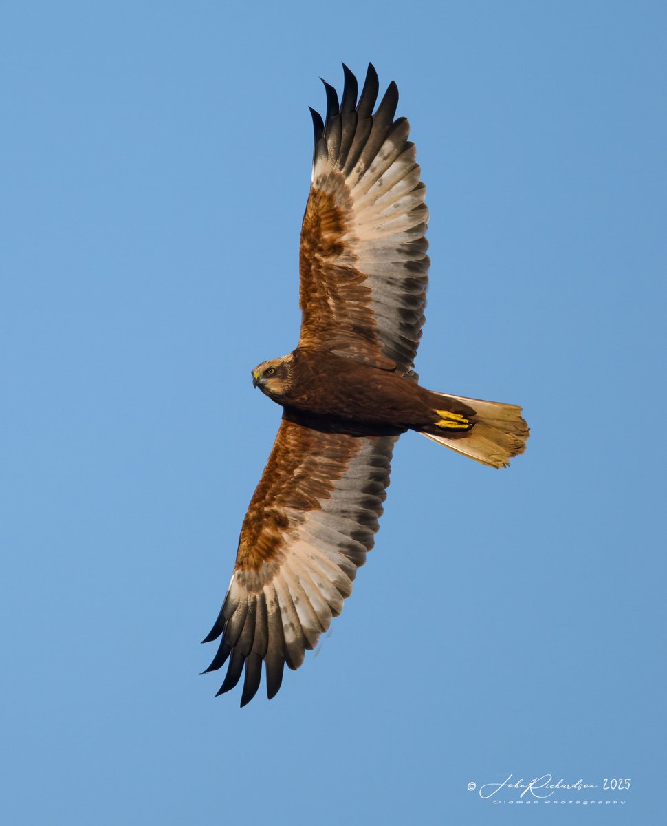 A smart Marsh Harrier hunting over Boyton RSPB this morning 
11/01/2025
<a href="/BTO_Suffolk/">BTO Suffolk</a> <a href="/OMSYSTEMcameras/">OM SYSTEM Cameras</a> <a href="/OlympusUK/">OM Digital Solutions</a> <a href="/SuffolkBirdGrp/">Suffolk Bird Group</a>